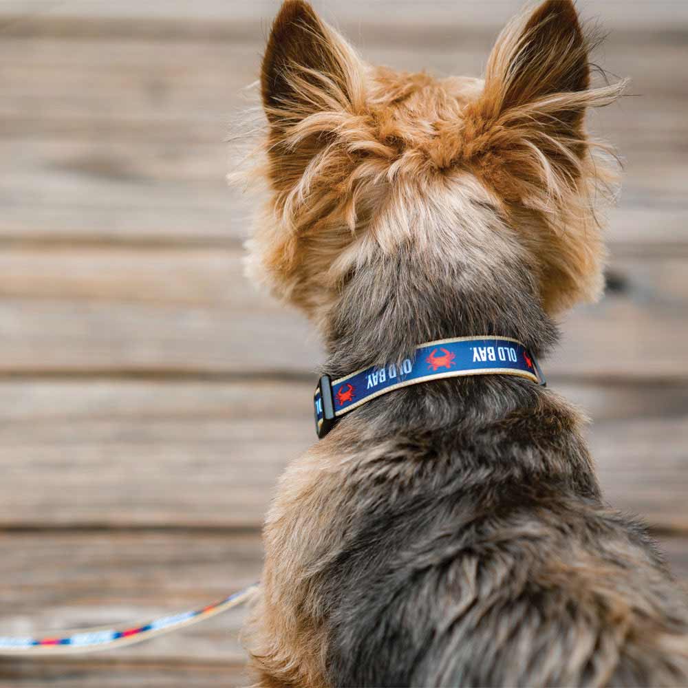 Dog wearing the hold bay collar