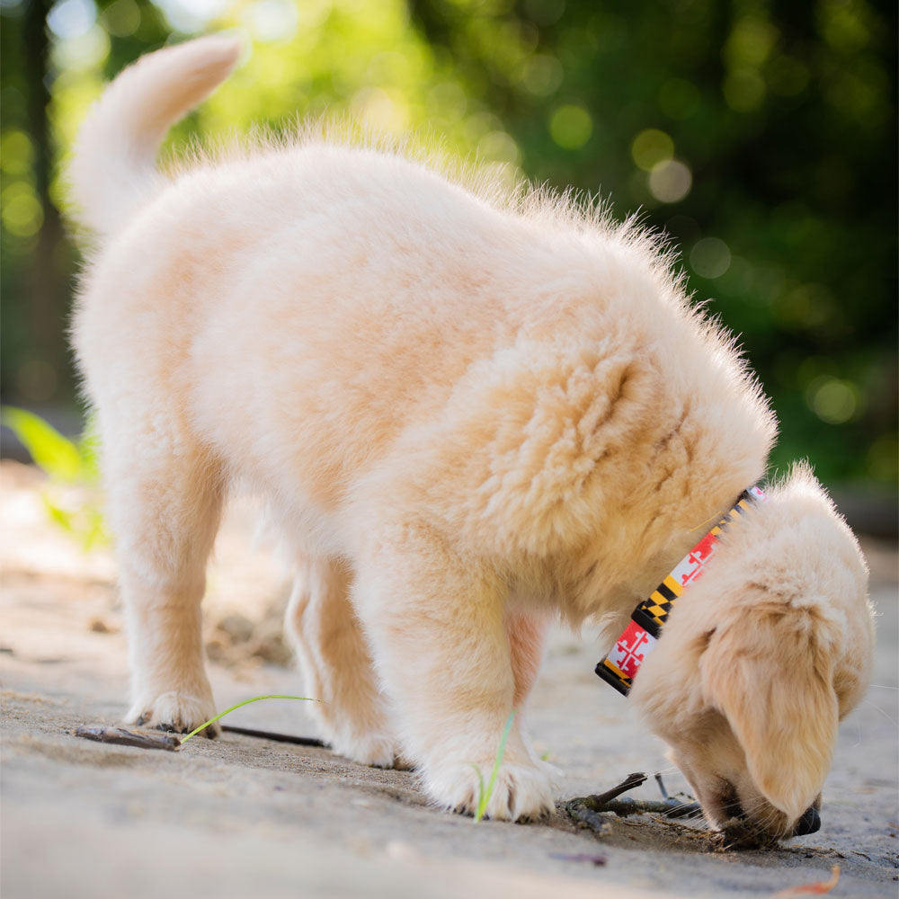 MDMYMD - Flag Dog Collar