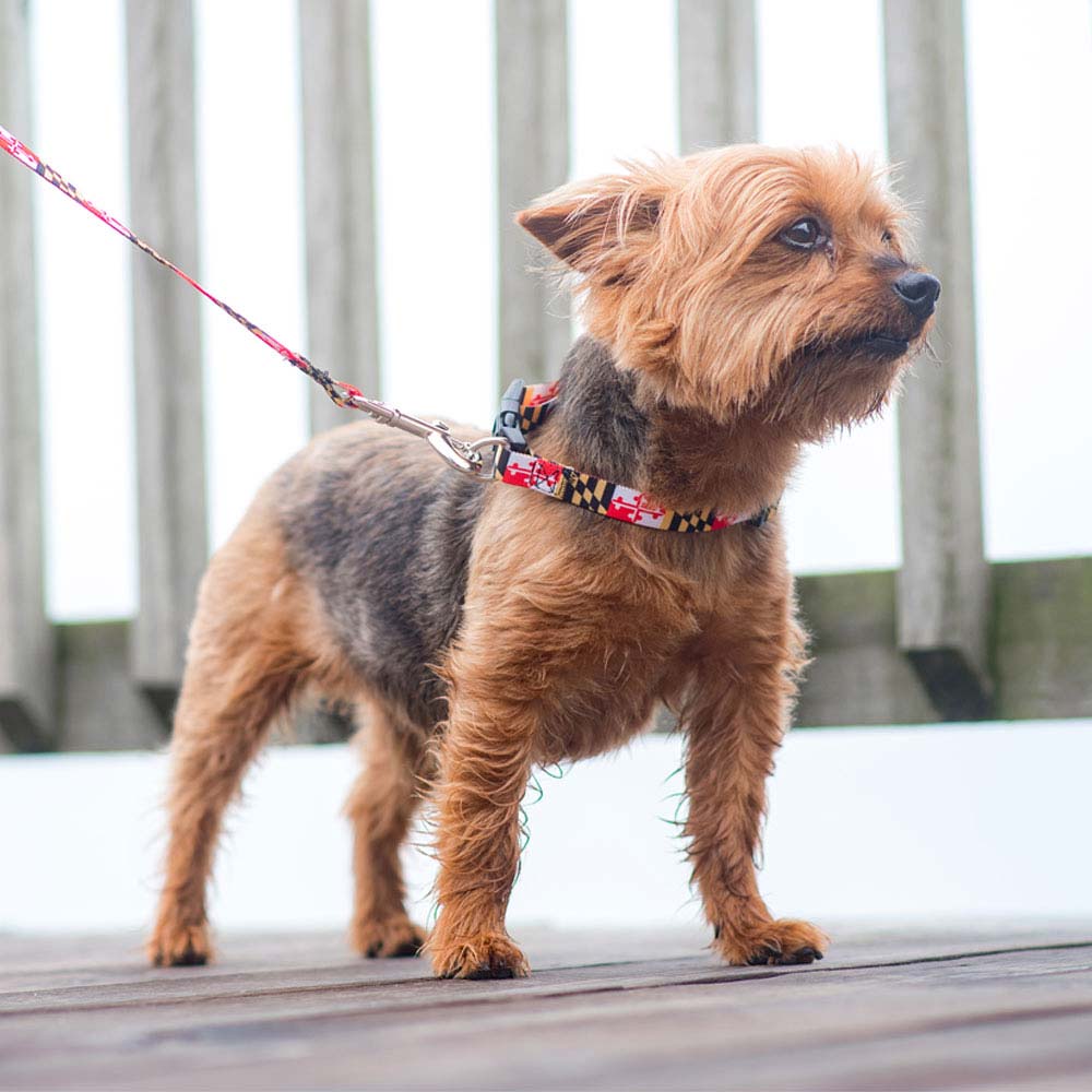 MDMYMD - Flag Dog Collar