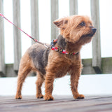 Maryland Flag Dog Collar