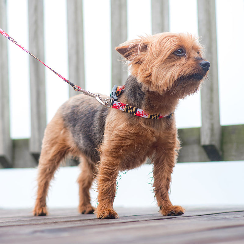 Maryland Flag Dog Collar